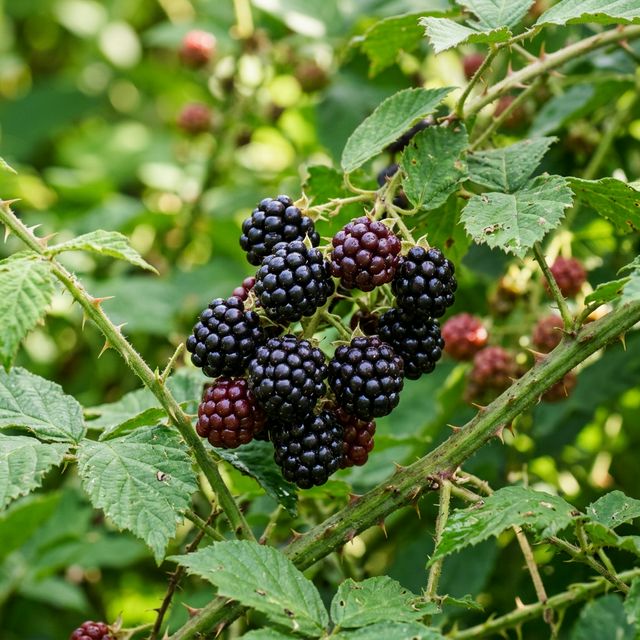 Blackberry growing in a home garden